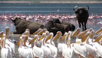 6 Days Safari Lake Nakuru - Lake Baringo - Lake Naivasha - Masai Mara Tour