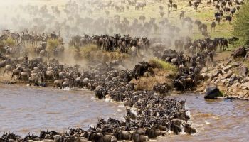 3 Days Masai Mara - Wildebeest Migration Safari Tour