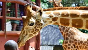 One Day Giraffe Centre Tour Package