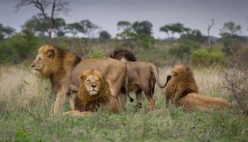 4 Days Nakuru Masai Mara Safari - The Lion King Tour