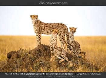 3-Day Best of Serengeti & Ngorongoro Crater Safari