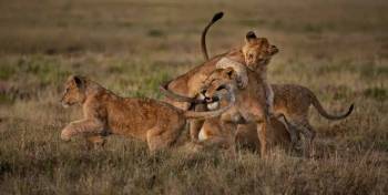 3-Day Best of Serengeti & Ngorongoro Crater Safari