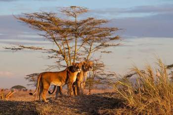 2-Day Fly in & Fly out Serengeti Safari from Zanzibar