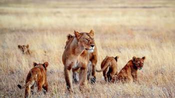 2-Day Fly in & Fly out Serengeti Safari from Zanzibar