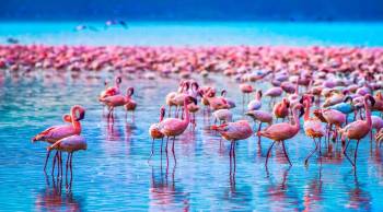 5-Day The Best of Northern Tanzania Safari Experience