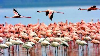 5-Day The Best of Northern Tanzania Safari Experience
