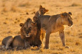 9-Day Best of Tanzania Wildlife Safari & Zanzibar Beaches