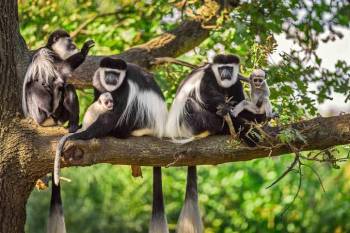 1-Day Trip Excursion to Arusha National Park from Arusha