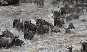 6-Day Best Fly in Migration Safari & Mara River Crossing