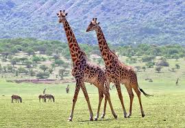 13 Days Where the Big Five Meet the Hadzabe, Kilimanjaro & Zanzibar