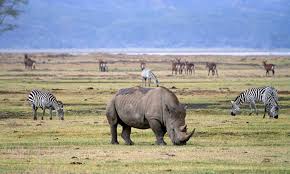13 Days Where the Big Five Meet the Hadzabe, Kilimanjaro & Zanzibar