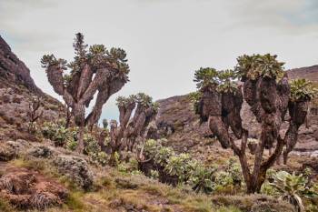 7 Days Kilimanjaro Climb - Londorosi Route Tour