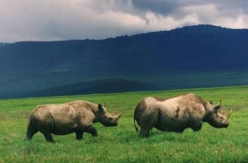 4 Days Safaris Ngorongoro and Serengeti mid-range safari