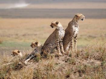 4 Days Safaris Ngorongoro and Serengeti mid-range safari