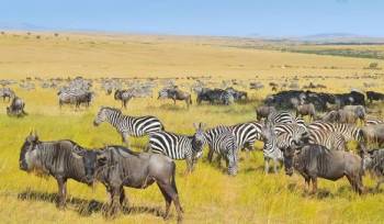 10-Day safari Through the Finest Tanzania Wildlife Sanctuaries