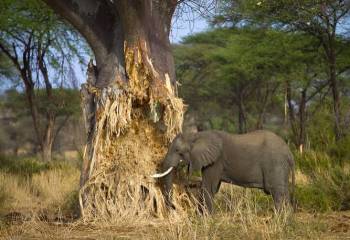 7-Day Big Five Safari: Tarangire, Serengeti And Ngorongoro