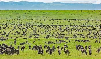 Ngorongoro Tour Packages