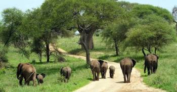 Ngorongoro Tour Packages