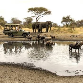 5Days Safari. Experience three iconic Parks In Tanzania
