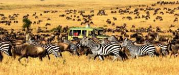 7Days Tanzania Wildlife Safari And Culture Experience