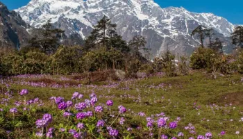 Beauty Of North Sikkim Tour With Yumthung Valley