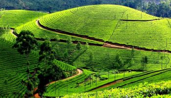 Thekkady Tour Packages