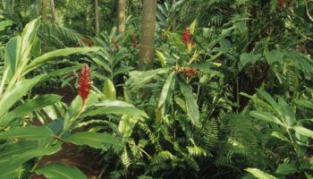 Discover Kerala 8 Days - 7 Nights Tour