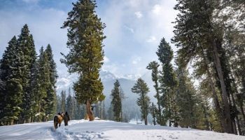 Kashmir Landscape 6 Nights - 7 Days Tour