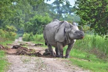 Shillong and Kaziranga Tour Package for 5 Nights and 6 Days