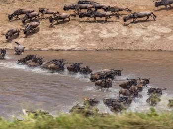 Mara River Migration Safari 7 Days - 6 Nights Tour