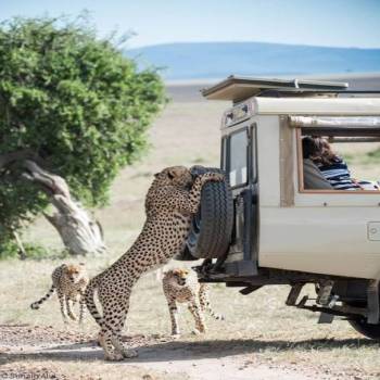 Lion King Tanzania Safari 3 Days - 2 Nights Tour