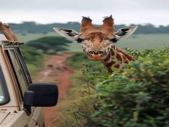 Hakuna Matata Tanzania Safari 3 Days - 2 Nights Tour