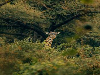 Manyara And Ngorongoro Camping Safari 3 Days - 2 Nights Tour