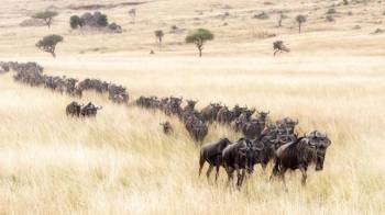 Tanzania Classic 7 Days - 6 Nights Tour