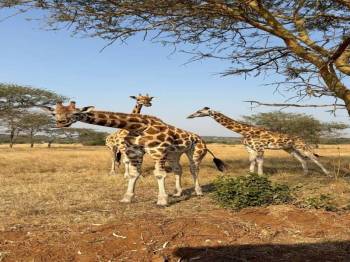 Ngorongoro Tour Packages