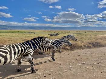Manyara Tour Packages