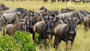 8 Days Tanzania Northern Circuit Luxury Safari Tour