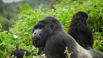5 Days Rwanda Gorillas And Nyungwe Forest Tour