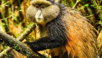 5 Days Rwanda Gorilla Trek Tour