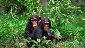 6 Days Nyungwe Forest And Lake Kivu Tour