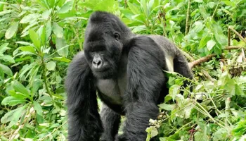8 Days Uganda Gorilla Experience Tour