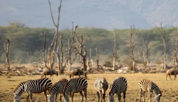 Ngorongoro Tour Packages