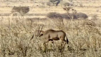 Manyara Tour Packages