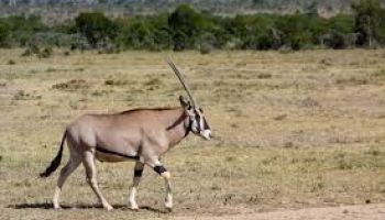 2 Days Safari Tsavo West And East Tour