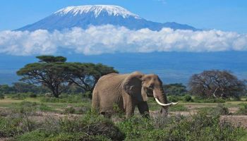 3 Days Safari Tsavo East - Amboseli National Park Tour