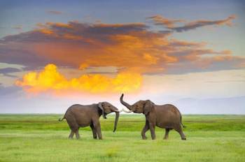 6 Days Safari Lake Manyara - Serengeti - Ngorongoro - Tarangire National Park From Arusha