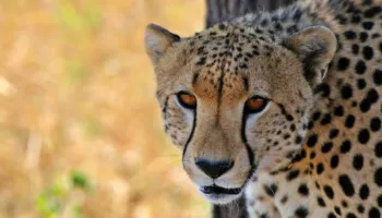 5 Days - 4 Nights Tanzania Safari Tour