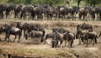 7 Days - 6 Nights Tanzania Safari Tour