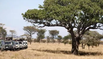 Ngorongoro Tour Packages