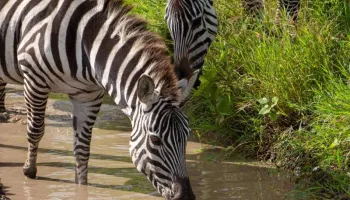 Arusha National Park Day Trip From Arusha